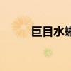 巨目水蜥多少积分出（巨目水蜥）