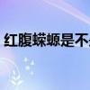 红腹蝾螈是不是保护动物（红腹蝾螈有毒吗）