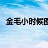 金毛小时候图片二个月（金毛小时候图片）