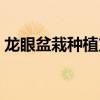龙眼盆栽种植方法视频（龙眼盆栽种植方法）