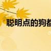 聪明点的狗都有哪些品种家养的（聪明点）