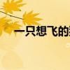一只想飞的猫蝴蝶的特点（蝴蝶的特点）