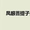 凤眼菩提子多大尺寸的好（凤眼菩提子）