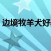 边境牧羊犬好养吗知乎（边境牧羊犬好养吗）