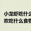 小龙虾吃什么食物小龙虾喂养方法（小龙虾喜欢吃什么食物）