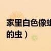 家里白色像蛆虫不断的掉（家里很多白色像蛆的虫）