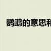 鹦鹉的意思和解释是什么呢（鹦鹉的意思）