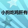 小狗吃鸡肝有什么好处(吃鸡肝有什么好处) 小狗吃鸡肝有什么好处(吃鸡肝有什么好处)