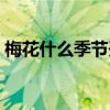 梅花什么季节开放几月份（梅花什么季节开）