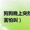 狗狗晚上突然大叫很害怕是什么原因（狗晚上害怕叫）