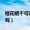 桂花晒干可以泡水喝吗?（桂花晒干能泡茶喝吗）