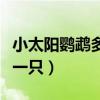 小太阳鹦鹉多少价位一只（太平洋鹦鹉多少钱一只）