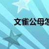 文雀公母怎么区分（文雀是什么意思）