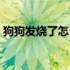 狗狗发烧了怎么办如何退烧（狗狗发烧症状）