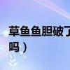 草鱼鱼胆破了鱼还能吃吗（鱼胆破了鱼还能吃吗）