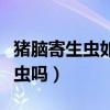 猪脑寄生虫如果得了是什么症状（猪脑有寄生虫吗）