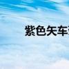 紫色矢车菊的花语（矢车菊的花语）