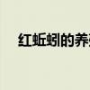 红蚯蚓的养殖技术（红蚯蚓的养殖方法）