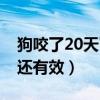 狗咬了20天了还能打疫苗（狗咬了20天打针还有效）