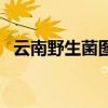 云南野生菌图片大全（野生菌怎么做好吃）