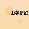 山芋是红薯吗图片（山芋是红薯吗）