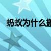 蚂蚁为什么搬家的原因（蚂蚁为什么搬家）