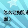 怎么让狗狗进入自己的房间不（女不养狗的原因）