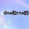dna和rna的区别图片（dna和rna的区别）