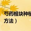 芍药根块种植方法和注意事项（芍药根块种植方法）