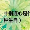 十指连心是什么意思打一肖（十指连心指哪几种生肖）