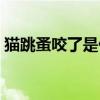 猫跳蚤咬了是什么样（猫跳蚤咬的症状图片）