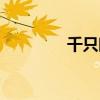千只眼植物图片（千只眼）