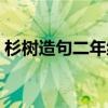 杉树造句二年级简单一点（杉树造句二年级）