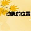 动脉的位置图（动脉的具体位置在哪里）