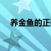养金鱼的正确方法（金鱼吃什么长得快）