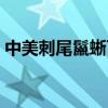 中美刺尾鬣蜥可以吃青椒吗(中美刺尾鬣蜥) 中美刺尾鬣蜥可以吃青椒吗(中美刺尾鬣蜥)