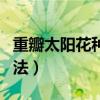 重瓣太阳花种植方法土壤（重瓣太阳花种植方法）