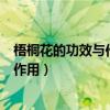 梧桐花的功效与作用梧桐花可以泡茶喝吗（梧桐花的功效与作用）