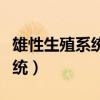 雄性生殖系统的组成及形态特点（雄性生殖系统）