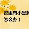 家里有小黑蚂蚁怎么办图片（家里有小黑蚂蚁怎么办）