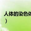 人体的染色体有多少对（人的染色体有多少对）