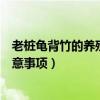 老桩龟背竹的养殖方法和注意事项（龟背竹的养殖方法和注意事项）