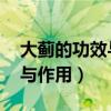 大蓟的功效与作用图片 大蓟草（大蓟的功效与作用）