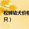 松狮幼犬价格多少钱一只（松狮幼犬多少钱一只）