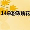 14朵粉玫瑰花语是什么（粉玫瑰花语是什么）