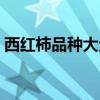 西红柿品种大全介绍图片（西红柿品种大全）