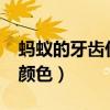 蚂蚁的牙齿什么颜色的?（蚂蚁的牙齿是什么颜色）