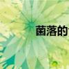 菌落的含义高中（菌落的含义）