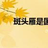 斑头雁是国家几级保护动物(斑头雁) 斑头雁是国家几级保护动物(斑头雁)