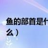 鱼的部首是什么偏旁再查几画（鱼的部首是什么）